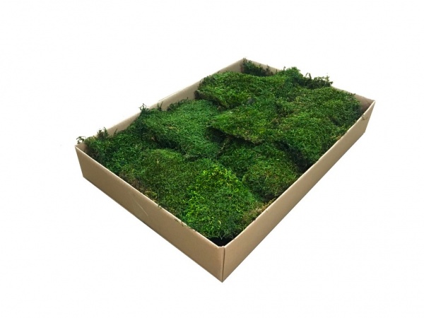 Premium Preserved Alpine ( Tyrolean ) Flat Moss Dark Green Bulk Box